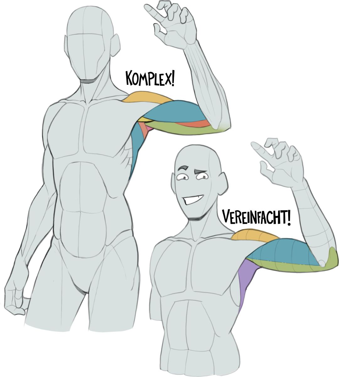 Anatomie