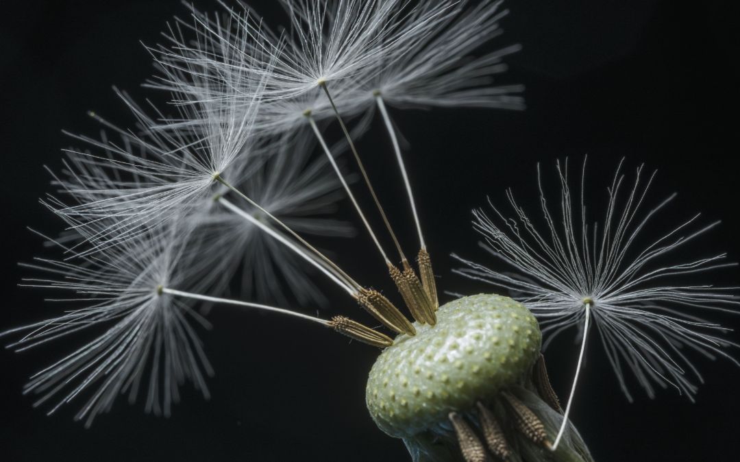 Pusteblume