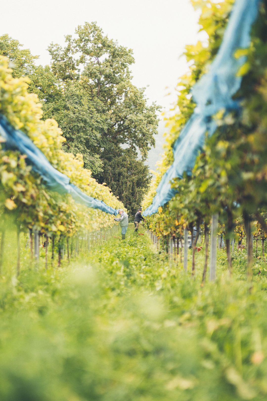 Weinlese auf der Insel Reichenau