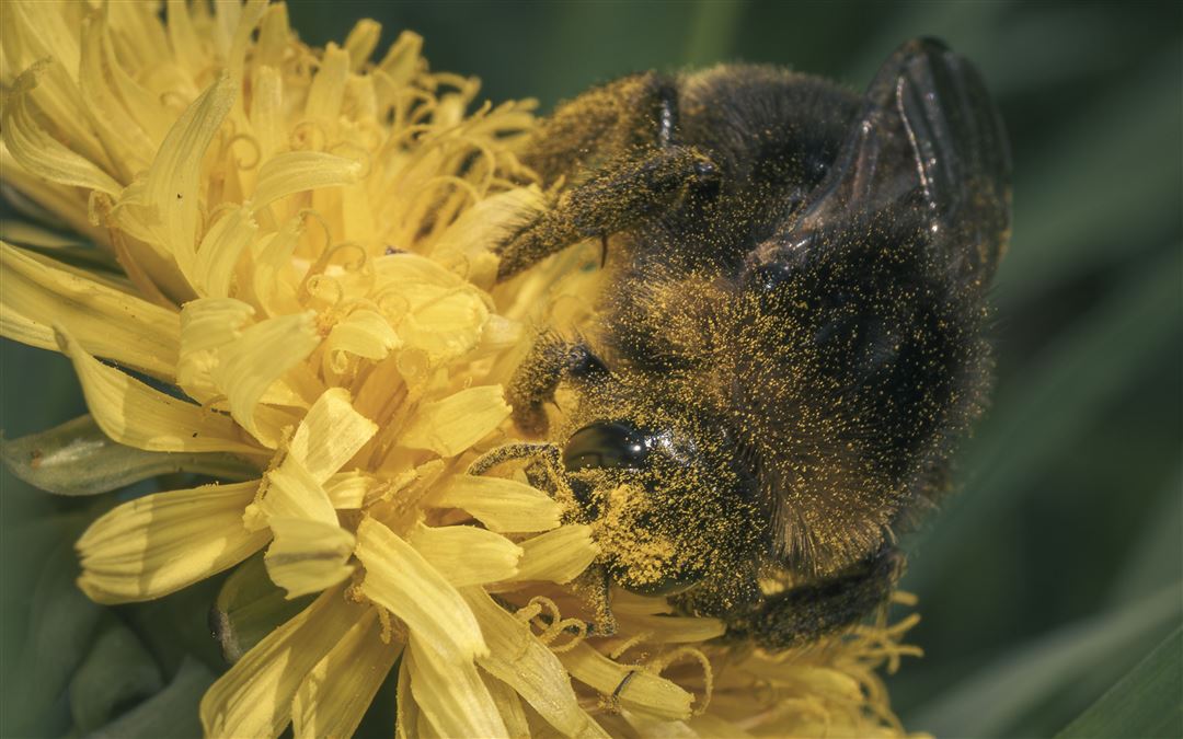 Biene in der Bl&uuml;te